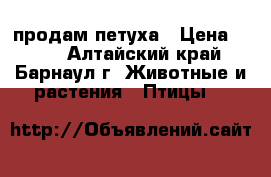 продам петуха › Цена ­ 400 - Алтайский край, Барнаул г. Животные и растения » Птицы   